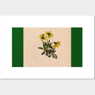 Lake Louise Arnica-Vintage Print-North American Wild Flower-Art Prints-Mugs,Cases,Duvets,T Shirts,Stickers,etc Posters and Art